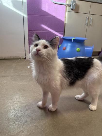 Gourd, a Adoptable mixed breed in Hutchinson, KS image 2/2