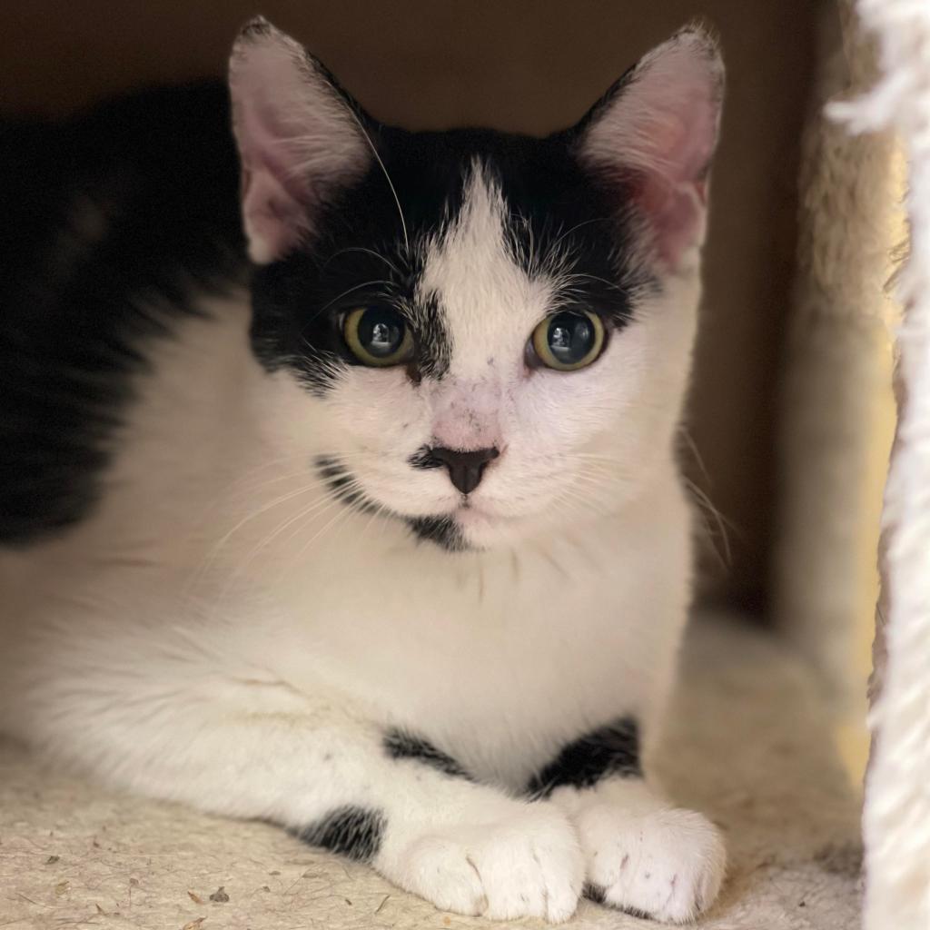 Enlarge Jeter, a Adoptable Domestic Short Hair in Fort Lauderdale, FL image 1/3