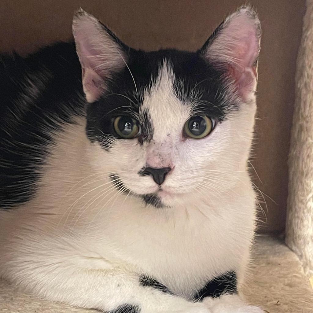 Enlarge Jeter, a Adoptable Domestic Short Hair in Fort Lauderdale, FL image 2/3