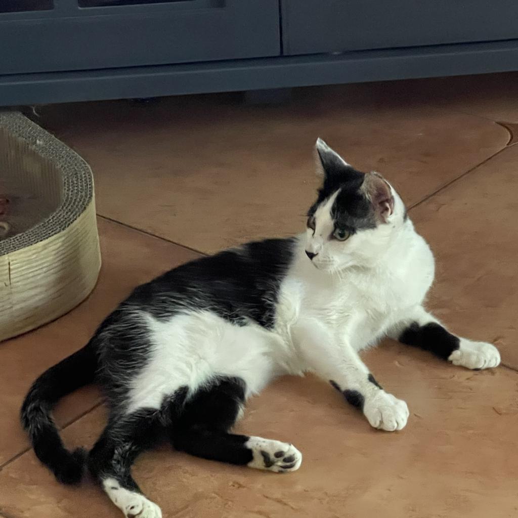 Enlarge Jeter, a Adoptable Domestic Short Hair in Fort Lauderdale, FL image 3/3