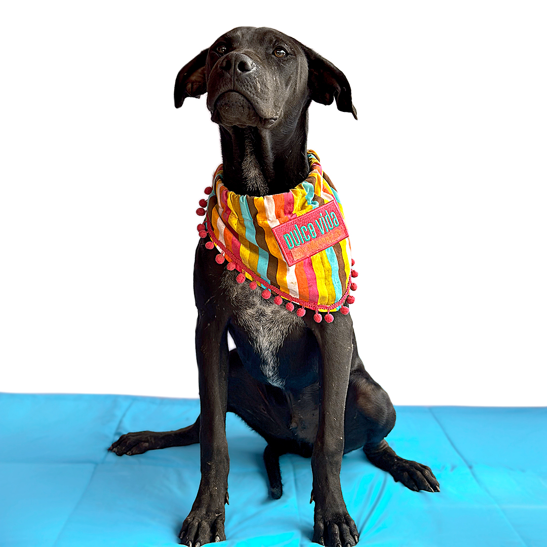 Enlarge PASCAL, a Adoptable mixed breed in San Diego, CA image 6/6