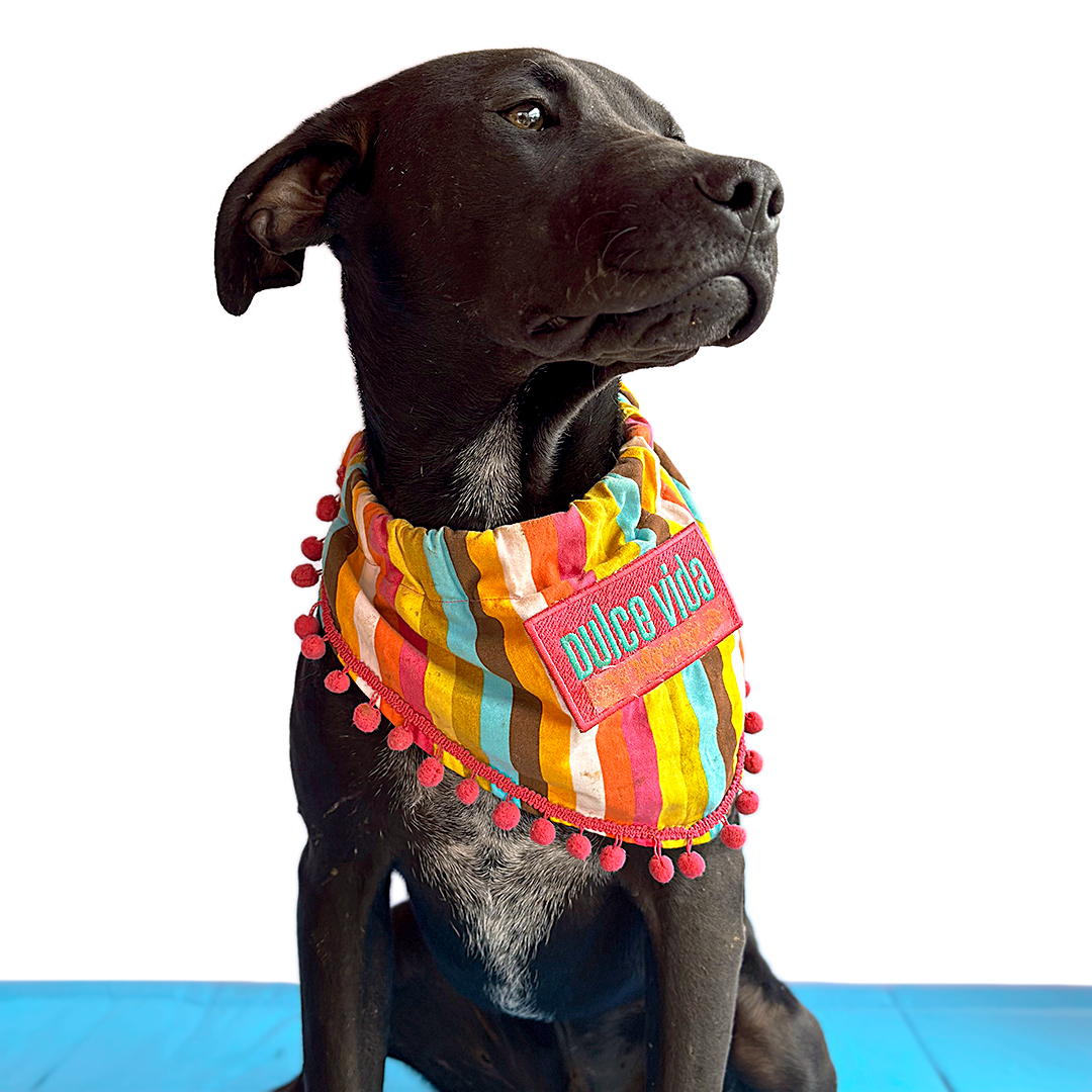 Enlarge PASCAL, a Adoptable mixed breed in San Diego, CA image 2/6