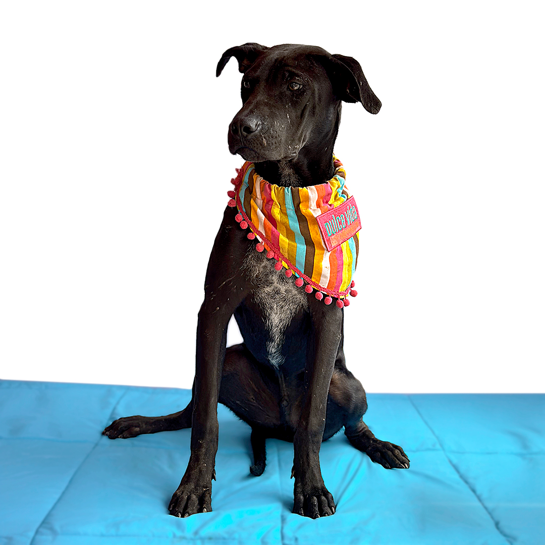 Enlarge PASCAL, a Adoptable mixed breed in San Diego, CA image 5/6