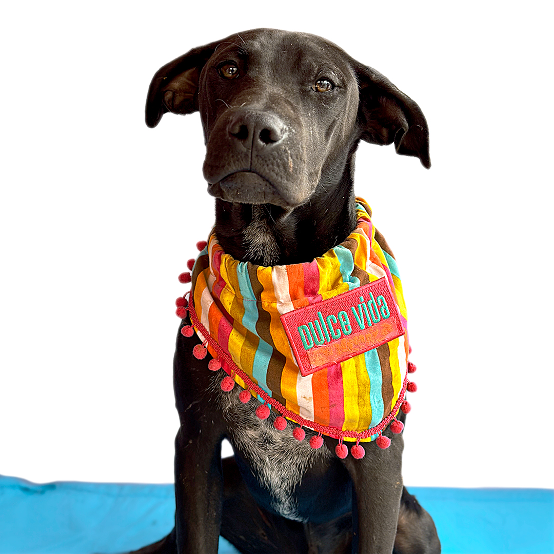 Enlarge PASCAL, a Adoptable mixed breed in San Diego, CA image 3/6