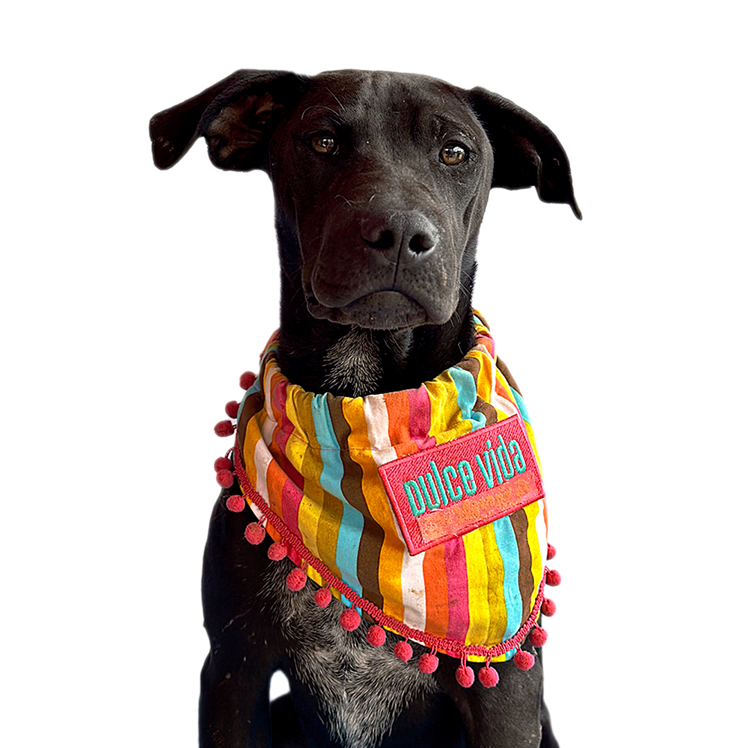 PASCAL, Adoptable, Young Male Black Labrador Retriever & Greyhound.