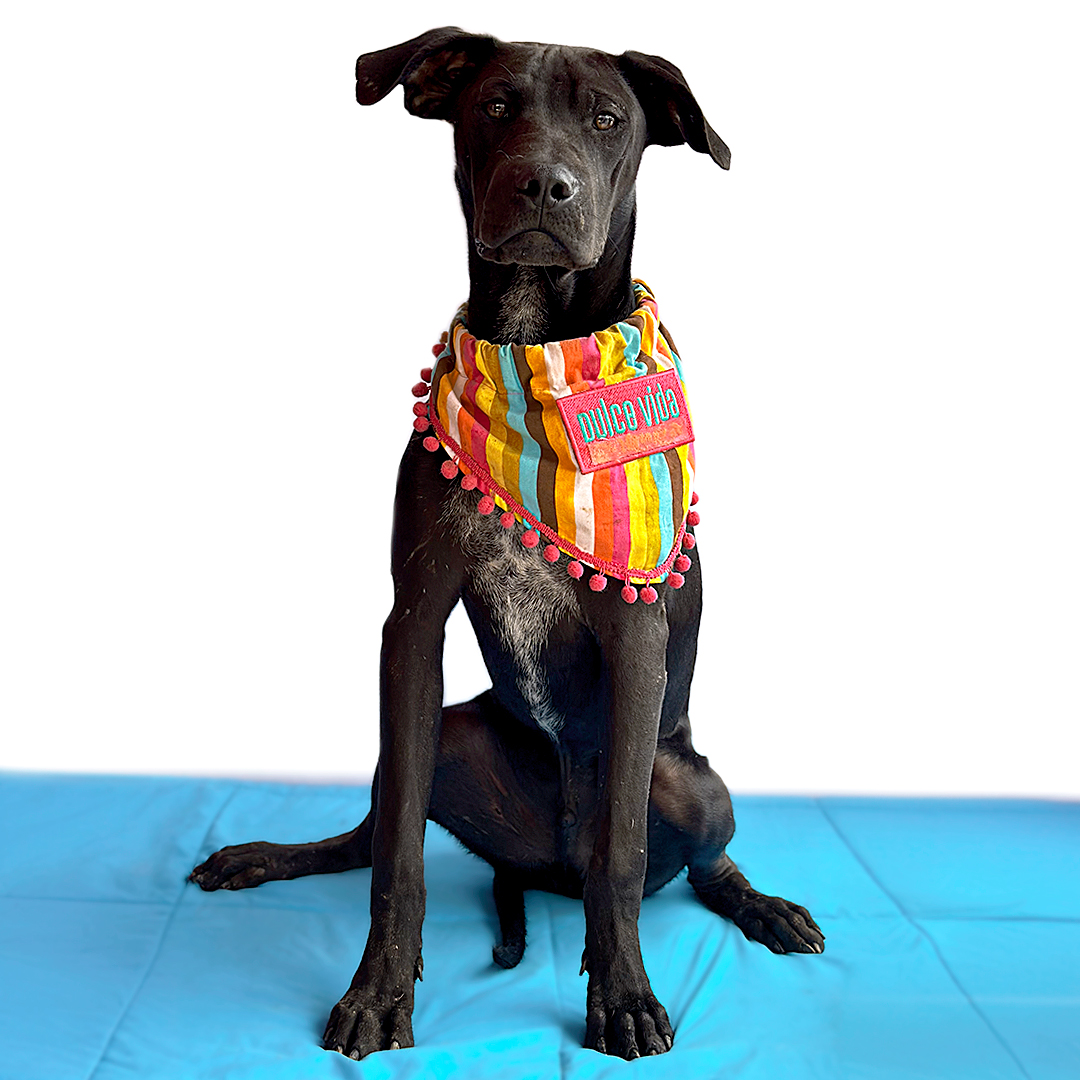 Enlarge PASCAL, a Adoptable mixed breed in San Diego, CA image 4/6