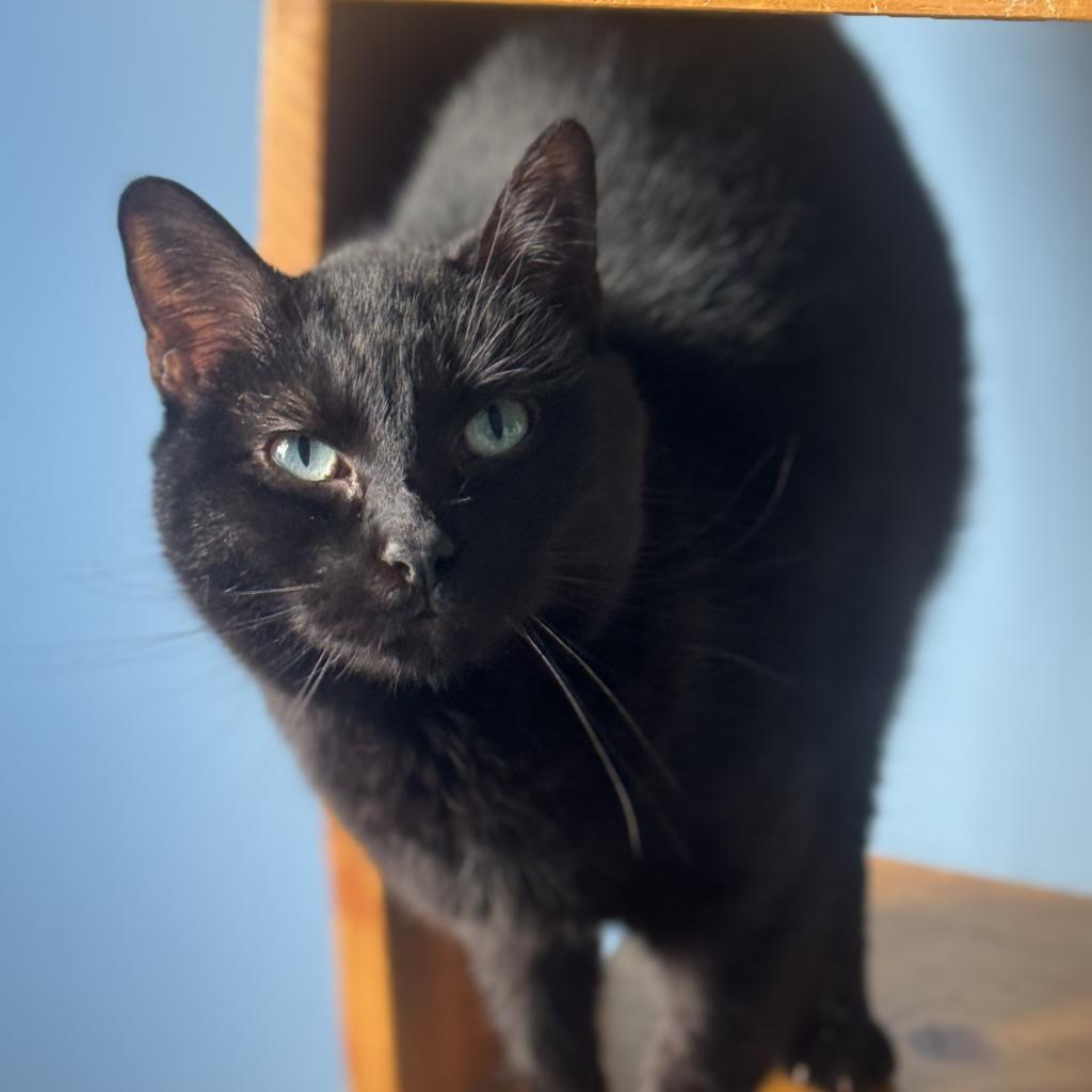 Peanut, Adoptable, Senior Male Domestic Short Hair.