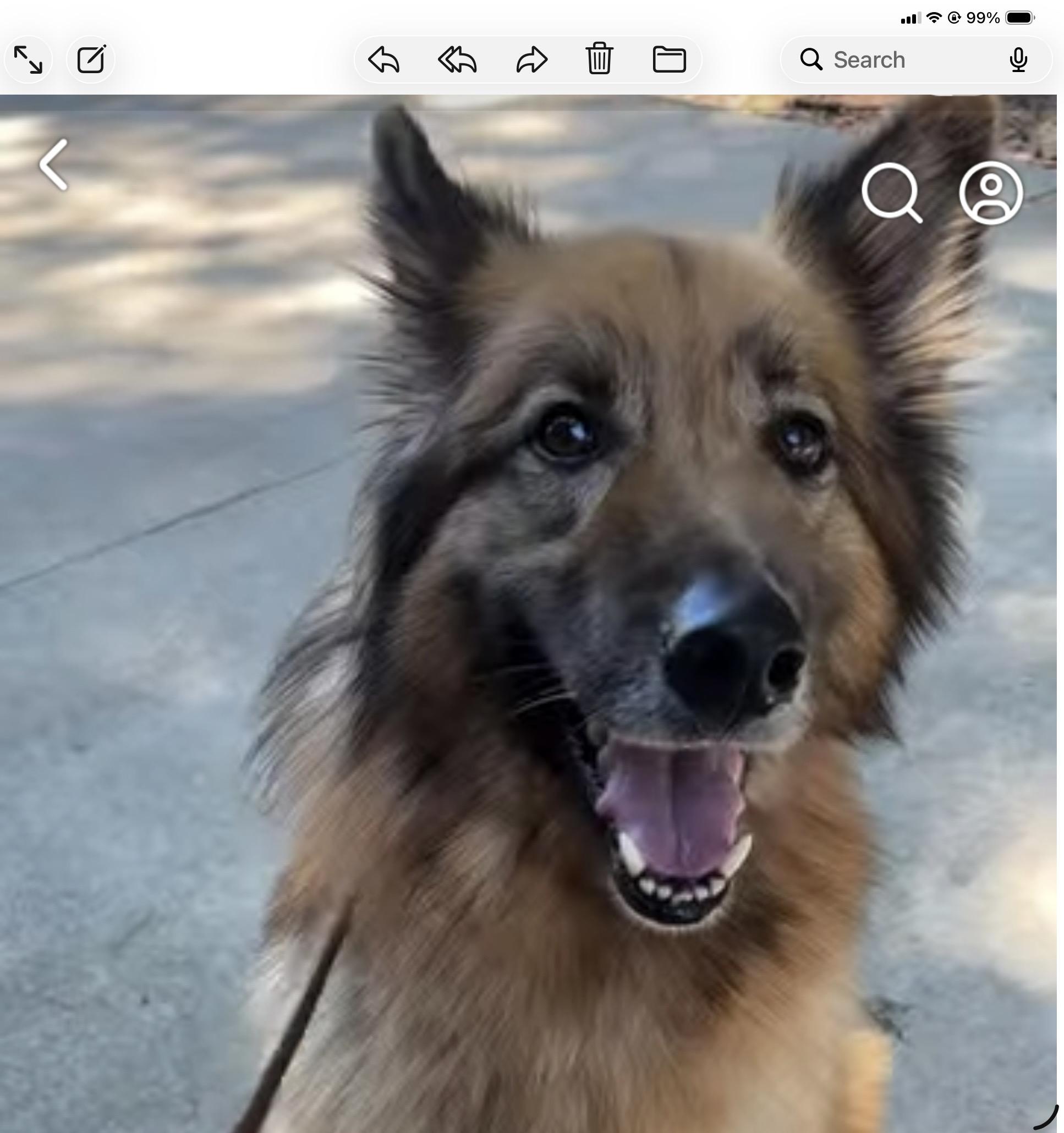 Bodhi, ADOPTABLE, Adult Male German Shepherd Dog.