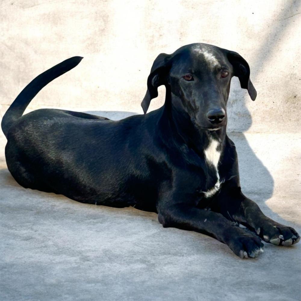 Sunny, Adoptable, Young Male Beagle & Hound.