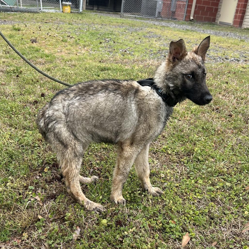 (Hold)(Found) Fuego, Adoptable, Young Male German Shepherd Dog.