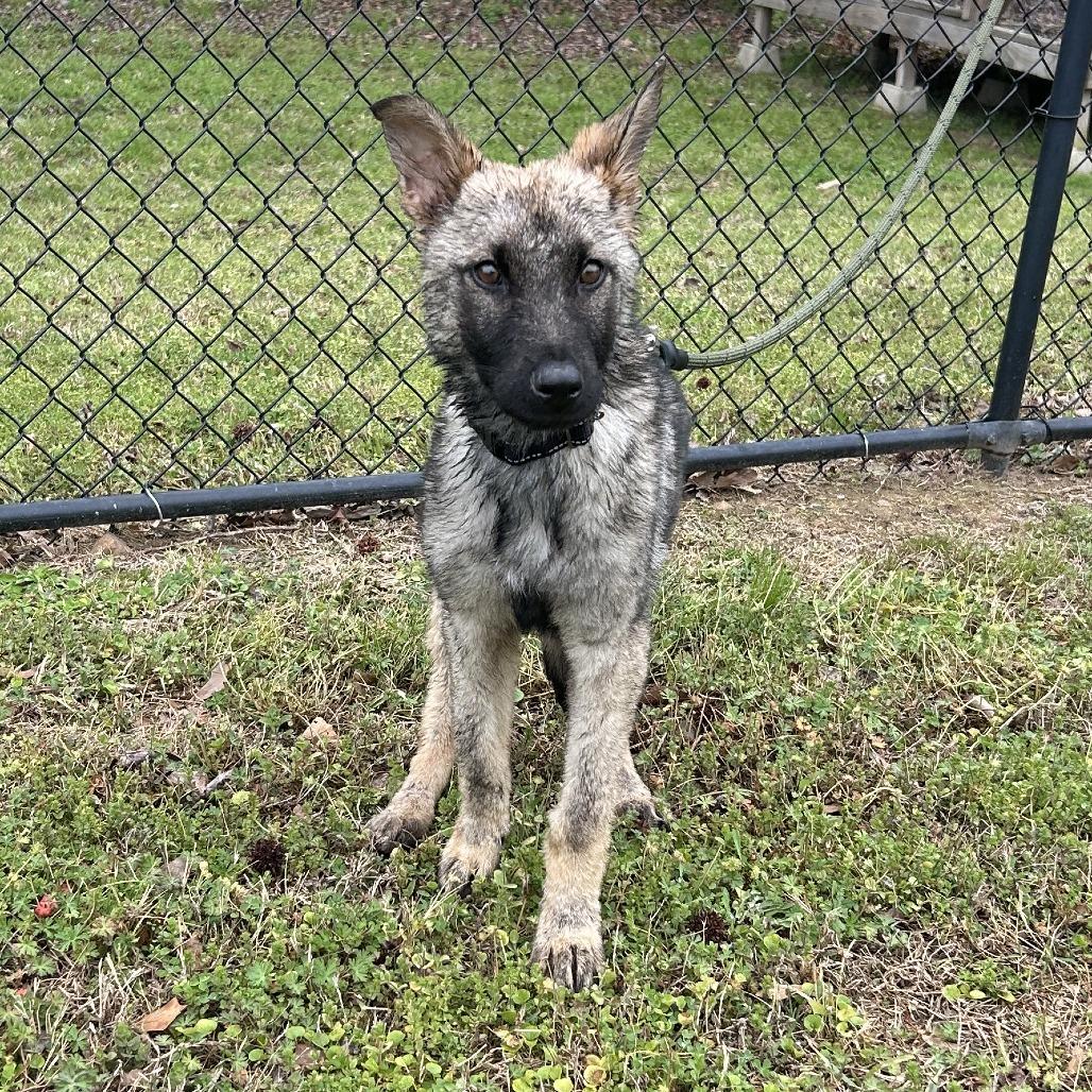Enlarge (Hold)(Found) Fuego, a Adoptable mixed breed in Cabot, AR image 2/2