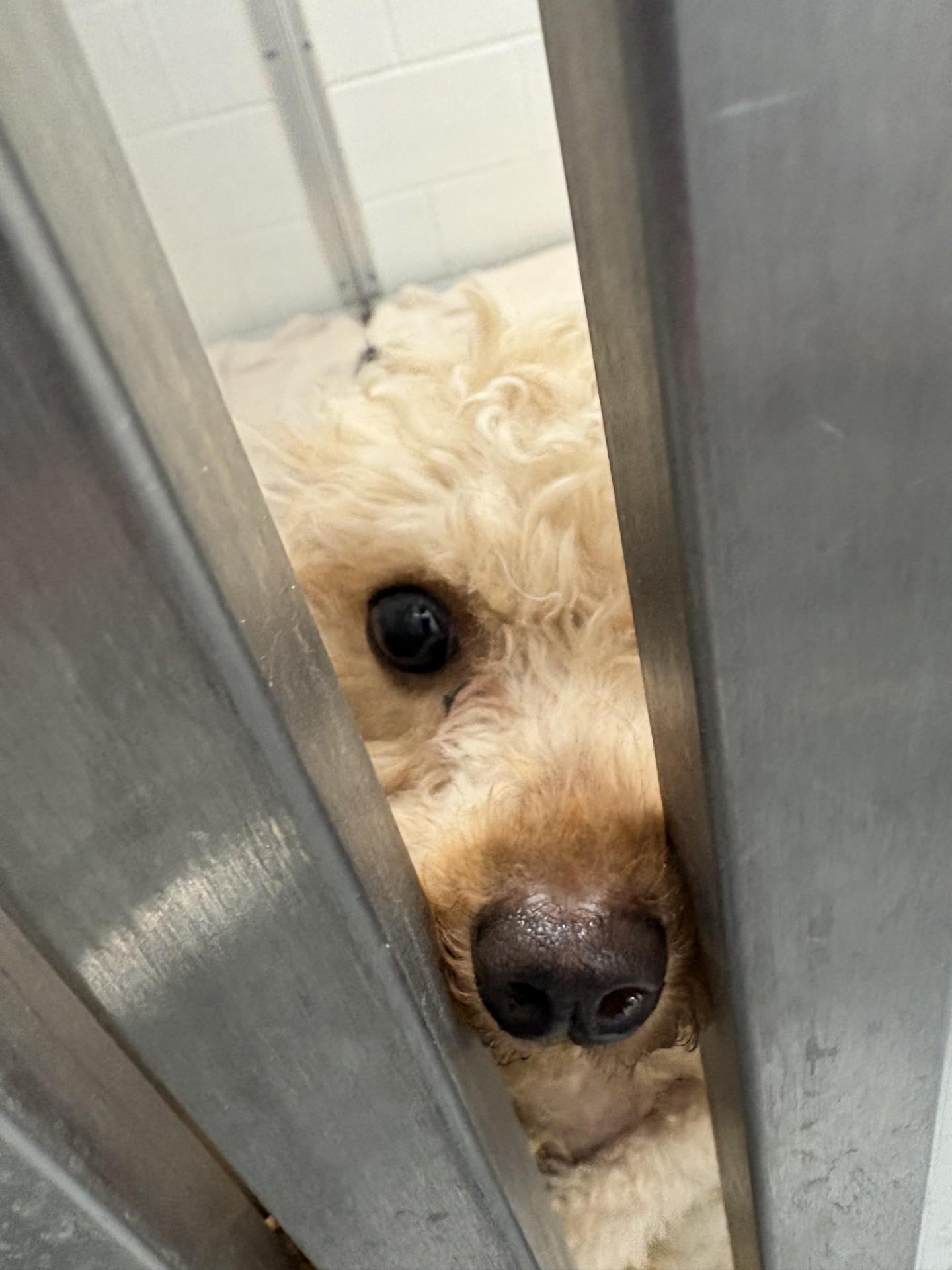 Enlarge Farrah, an adopted Miniature Poodle in Ashland, VA image 3/3