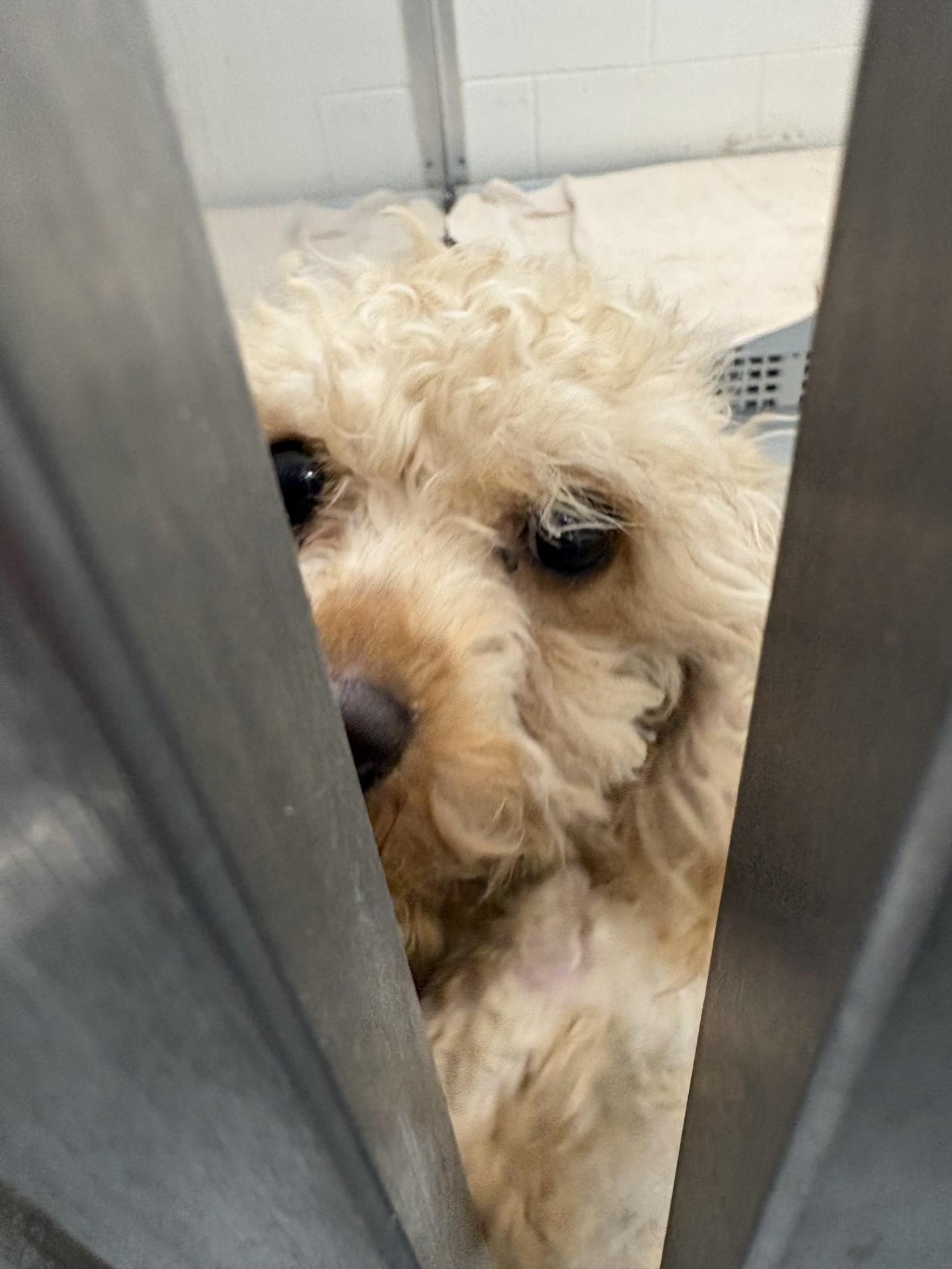 Farrah, adopted, Young Female Miniature Poodle.