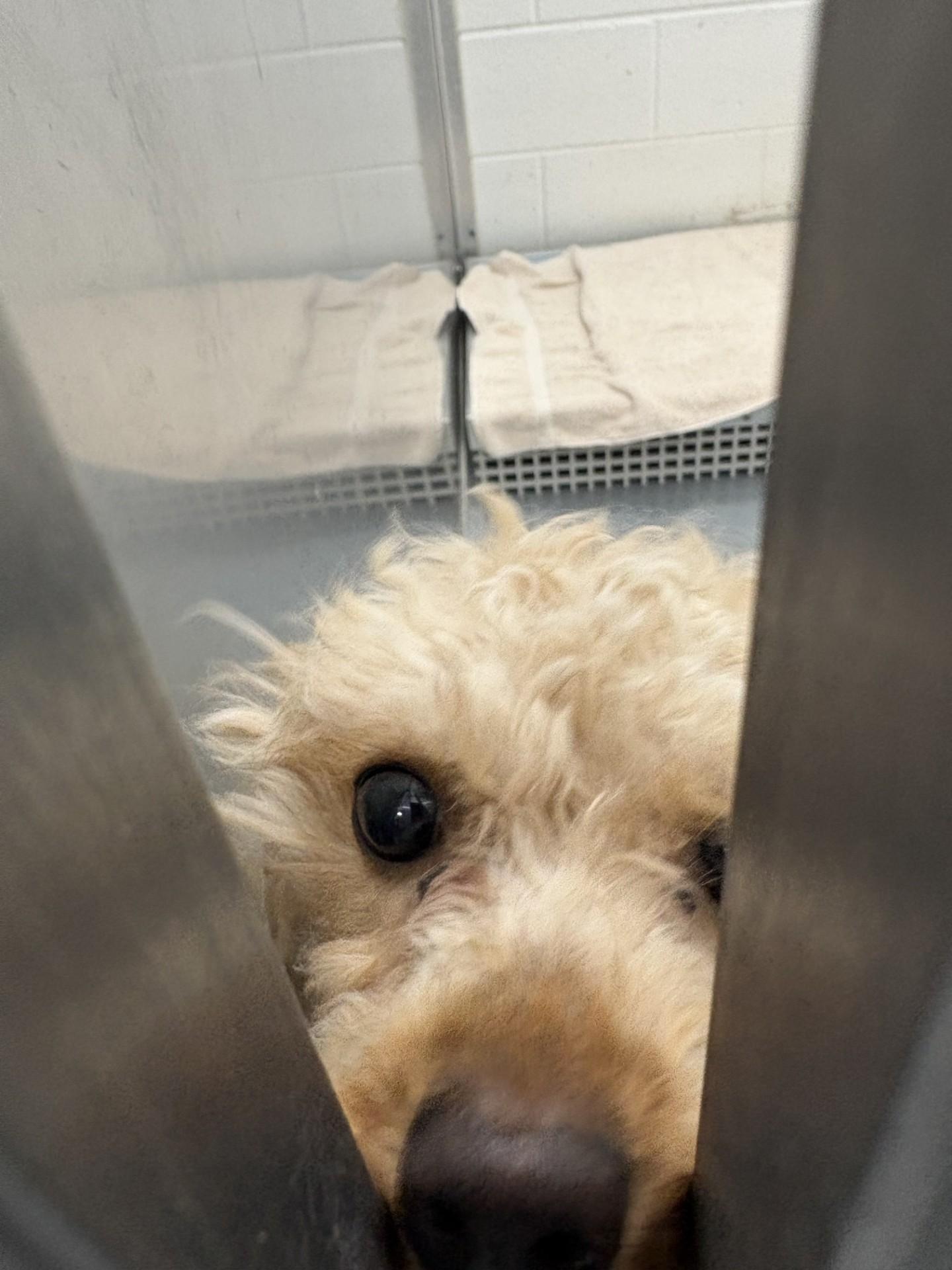 Enlarge Farrah, an adopted Miniature Poodle in Ashland, VA image 2/3