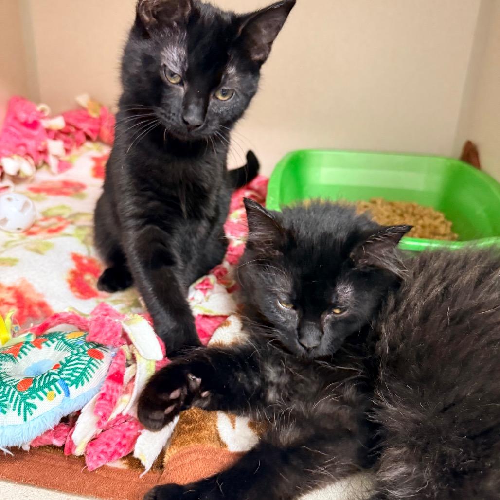 Neil, Adoptable, Kitten Male Domestic Long Hair.