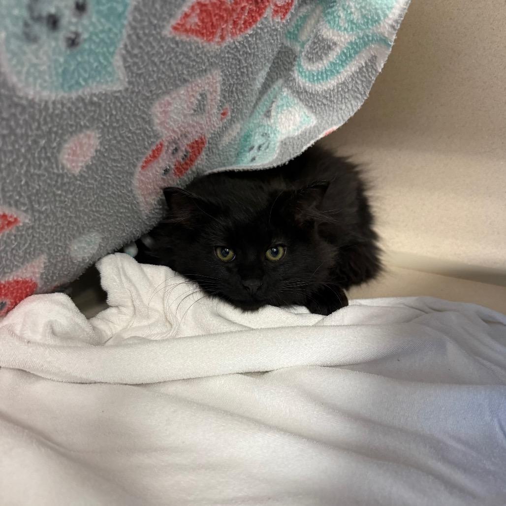 Neil, a Adoptable Domestic Long Hair in Great Falls, MT image 3/6