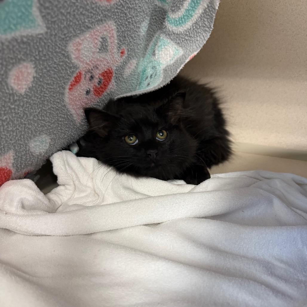 Neil, a Adoptable Domestic Long Hair in Great Falls, MT image 4/6