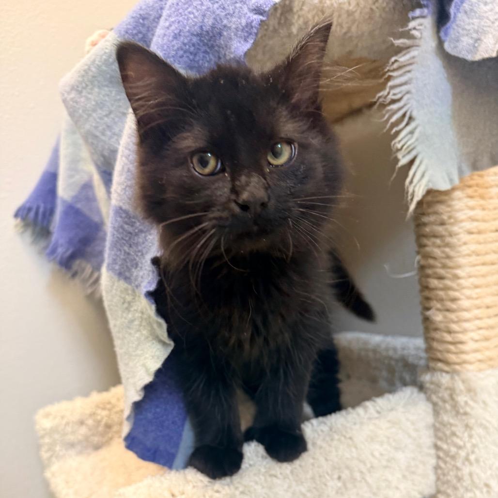 Neil, a Adoptable Domestic Long Hair in Great Falls, MT image 6/6