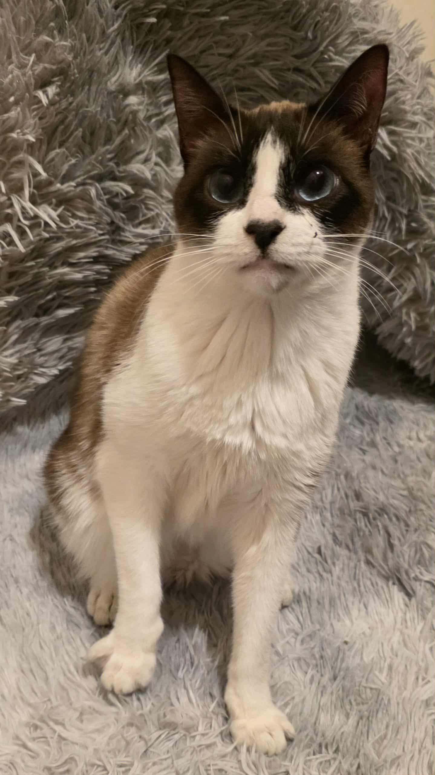 Jay Leno aka Harmony, Adoptable, Adult Male Siamese.