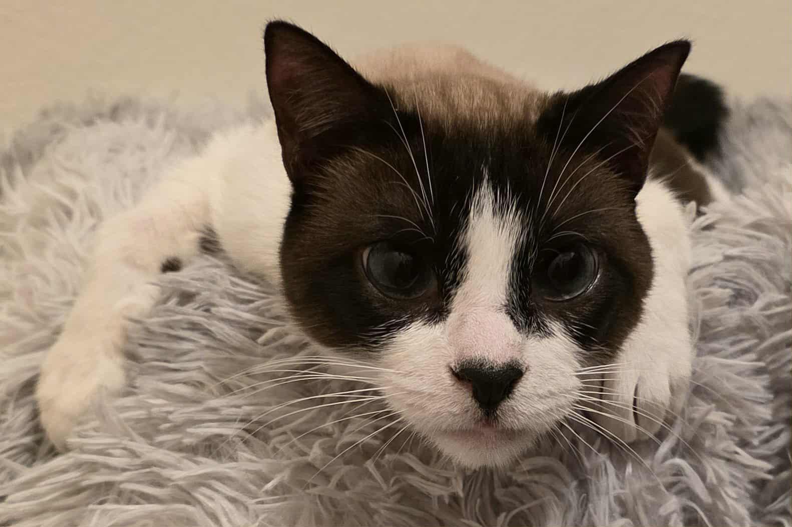 Jay Leno aka Harmony