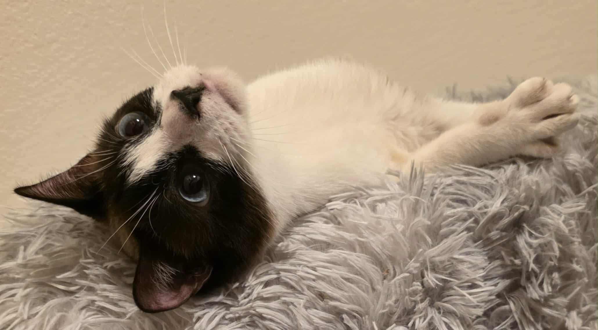 Enlarge Jay Leno aka Harmony, a Adoptable mixed breed in Brentwood, CA image 3/5