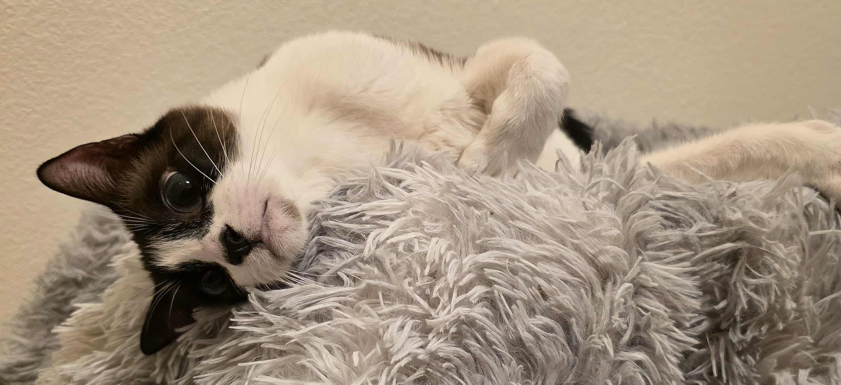 Jay Leno aka Harmony