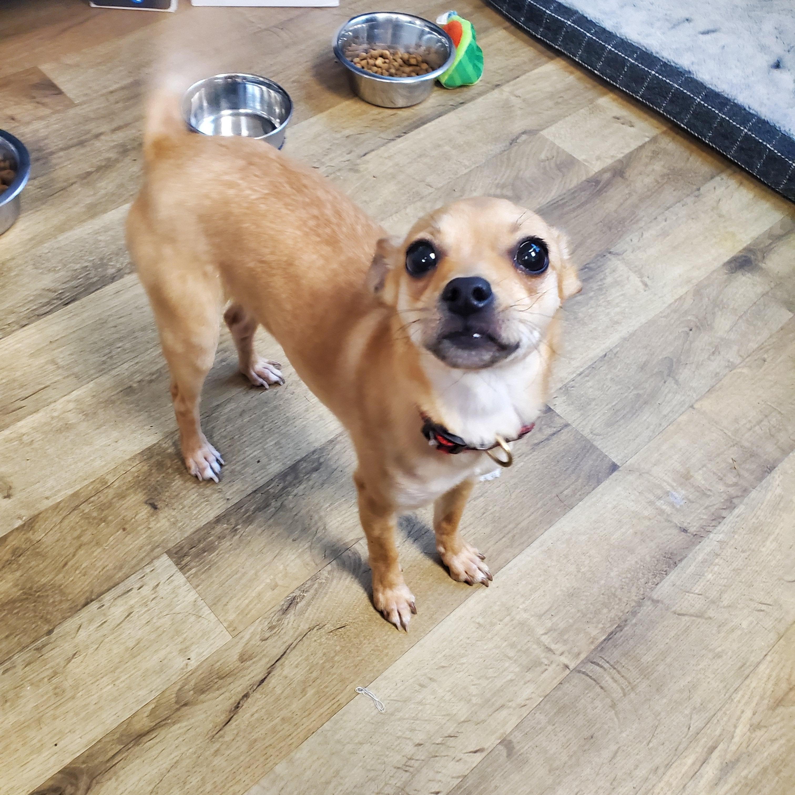 GG, adopted, Young Female Chihuahua.