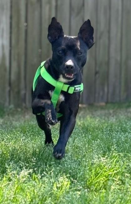 Enlarge 3864B Lucy June Adoption Ambassador, a Adoptable mixed breed in North Charleston, SC image 1/3