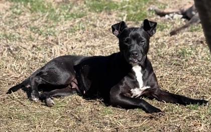 Enlarge 3864B Lucy June Adoption Ambassador, a Adoptable mixed breed in North Charleston, SC image 2/3