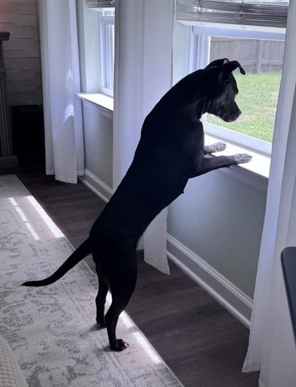 Enlarge 3864B Lucy June Adoption Ambassador, a Adoptable mixed breed in North Charleston, SC image 3/3