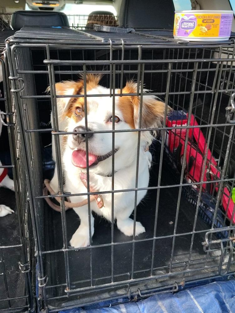 Ruxpin, Adoptable, Adult Male Papillon.