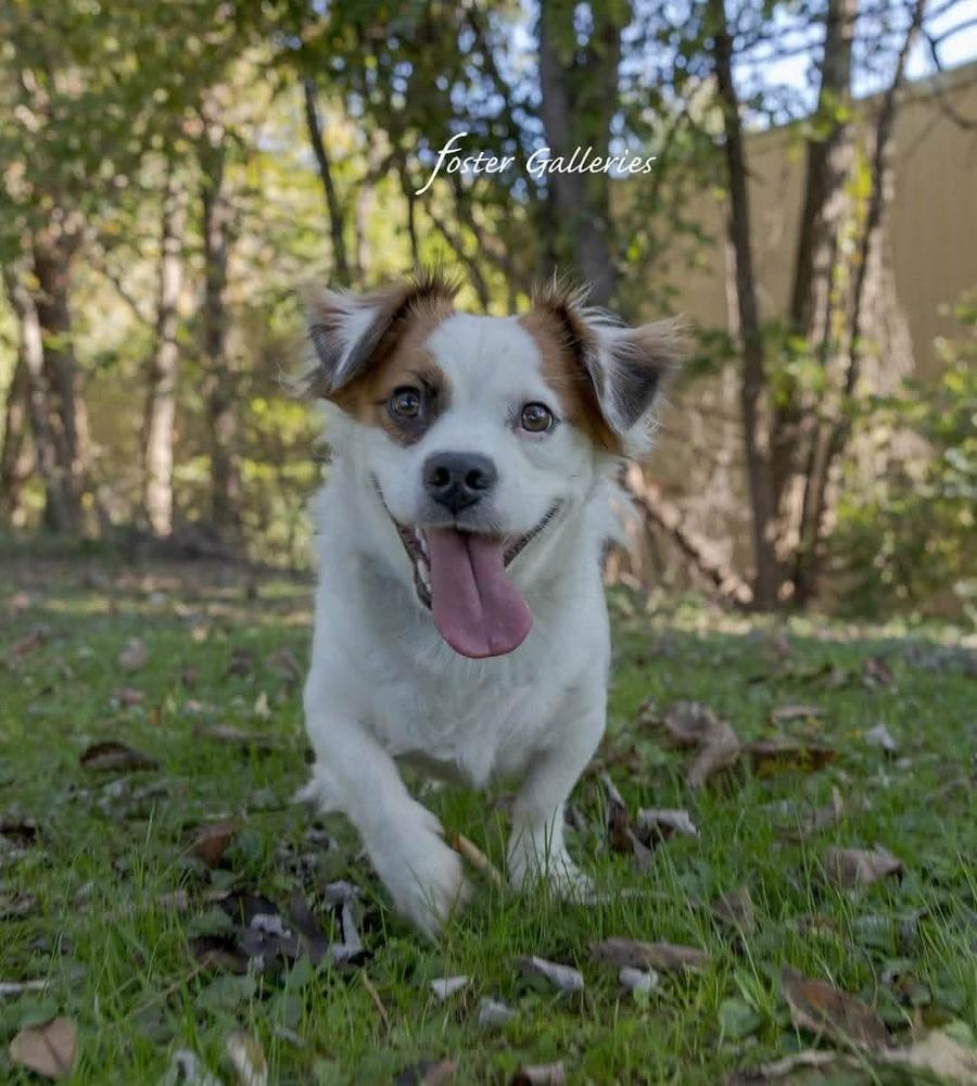 Enlarge Ruxpin, a Adoptable mixed breed in Middletown, CT image 2/2