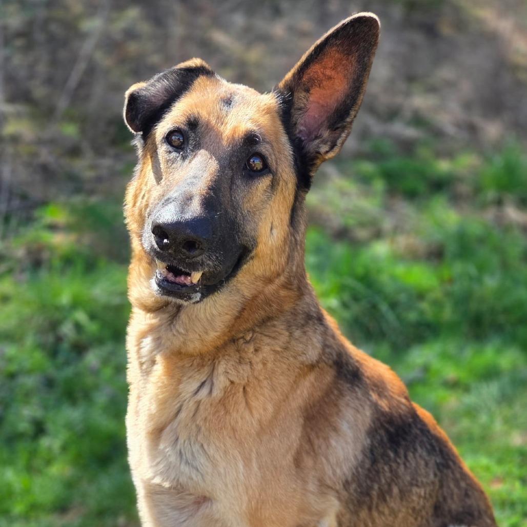 Laika, Adoptable, Senior Female German Shepherd Dog.