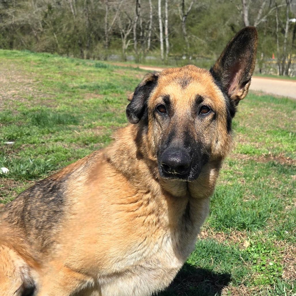 Enlarge Laika, a Adoptable German Shepherd Dog in Franklin, NC image 2/3