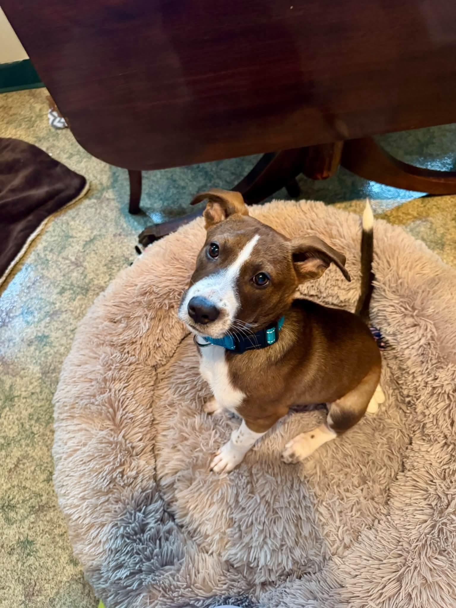 Enlarge Scratchy the mixed breed puppy, a Adoptable mixed breed in Muskego, WI image 3/6