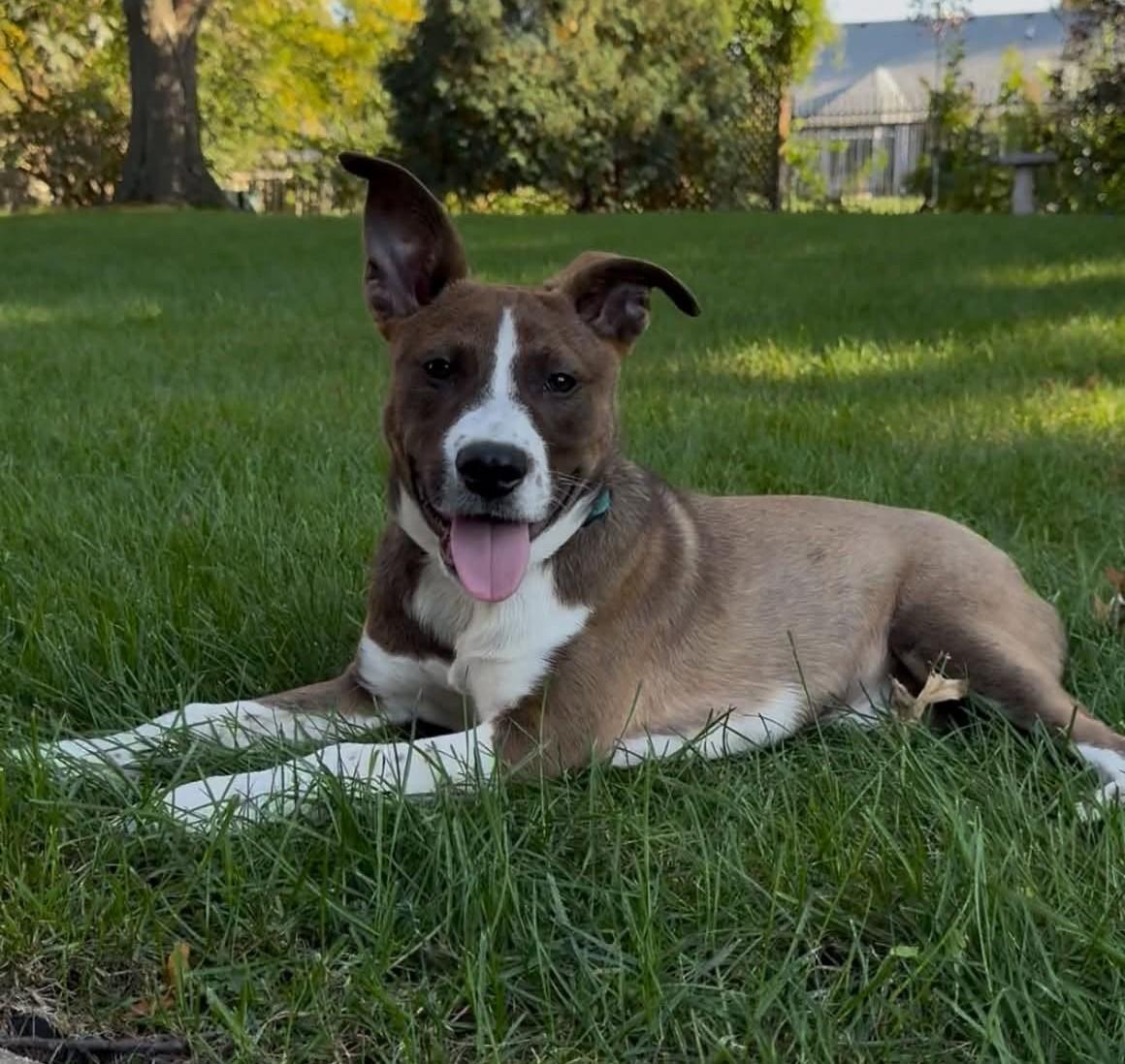 Enlarge Scratchy the mixed breed puppy, a Adoptable mixed breed in Muskego, WI image 2/6