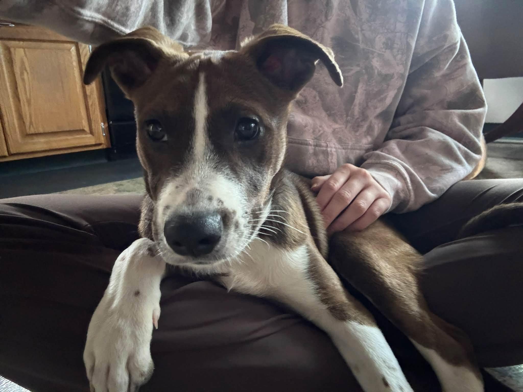 Enlarge Scratchy the mixed breed puppy, a Adoptable mixed breed in Muskego, WI image 5/6