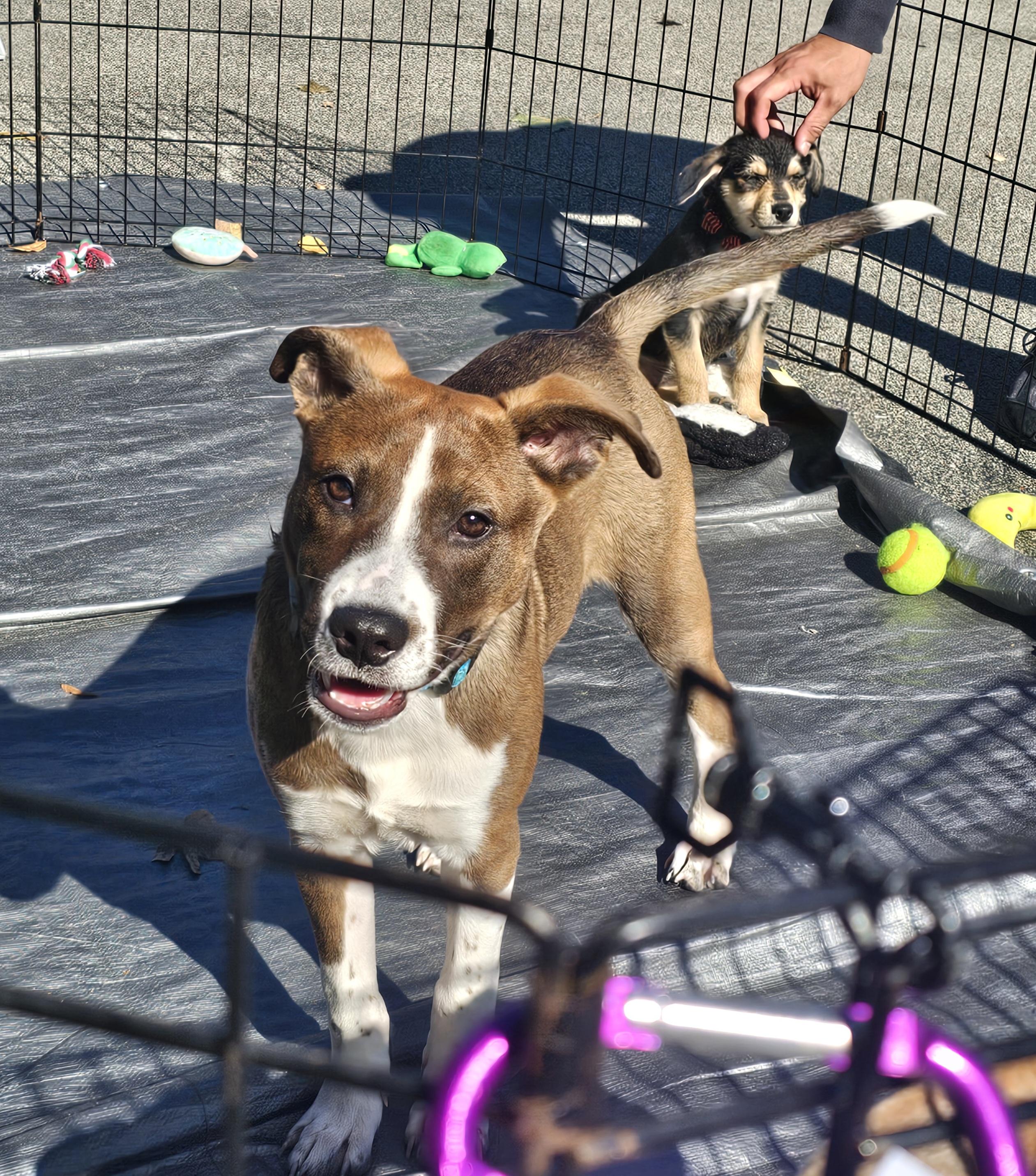 Scratchy the mixed breed puppy, Adoptable, Puppy Male German Shepherd Dog & Boxer.