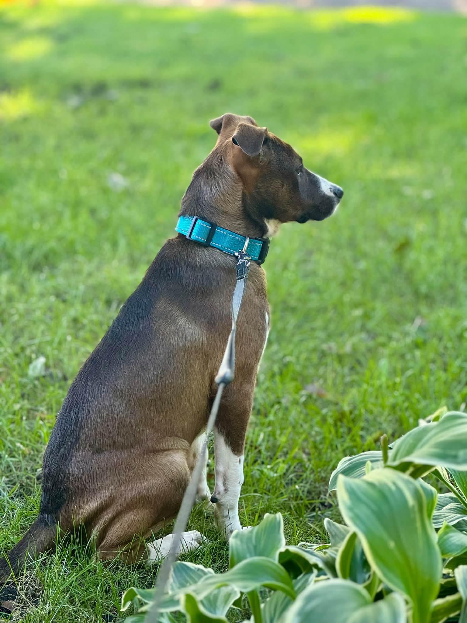 Enlarge Scratchy the mixed breed puppy, a Adoptable mixed breed in Muskego, WI image 4/6