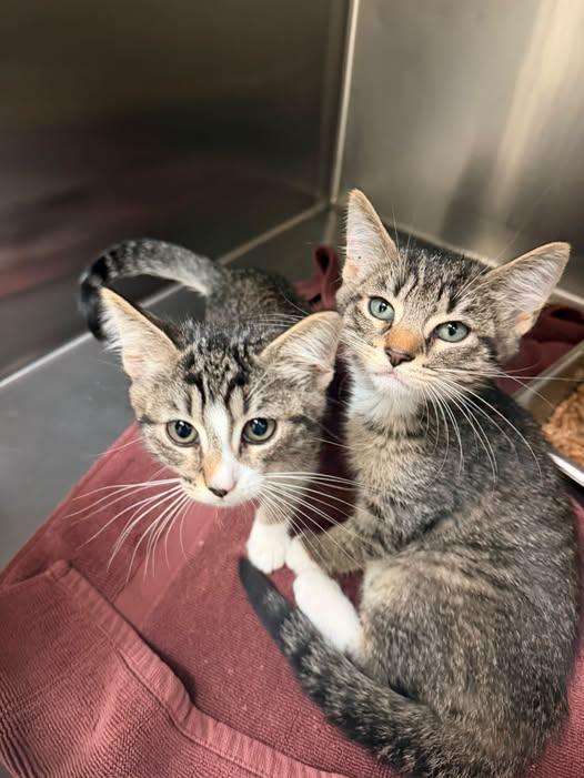 Enlarge Della and Dapper, a Adoptable Domestic Short Hair in Amherst, VA image 1/1