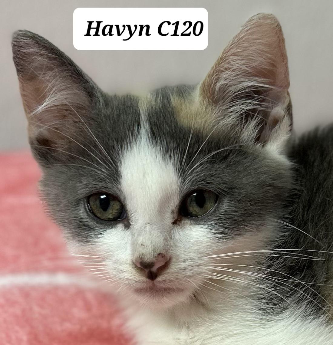 Havyn photo