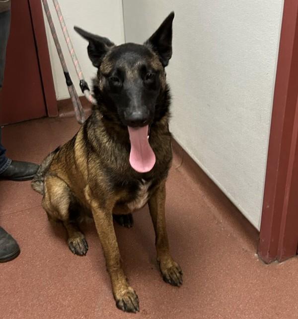 Bear, Adoptable, Young Male Belgian Shepherd / Malinois.