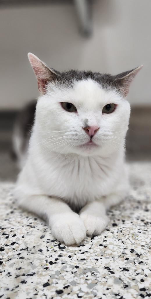 Larry NM, Adoptable, Adult Male Domestic Short Hair.