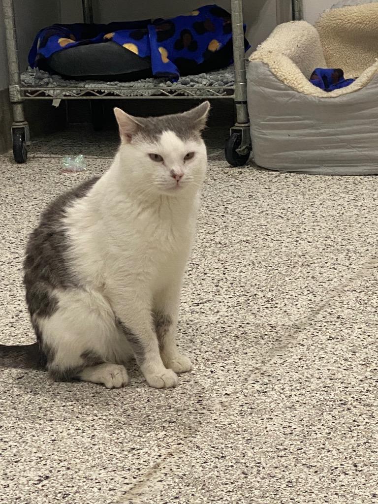 Enlarge Larry NM, a Adoptable mixed breed in Fort Lupton, CO image 3/4