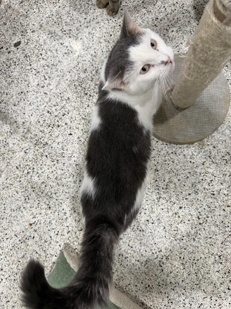 Enlarge Larry NM, a Adoptable mixed breed in Fort Lupton, CO image 3/4