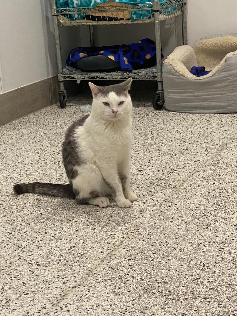 Enlarge Larry NM, a Adoptable mixed breed in Fort Lupton, CO image 4/4