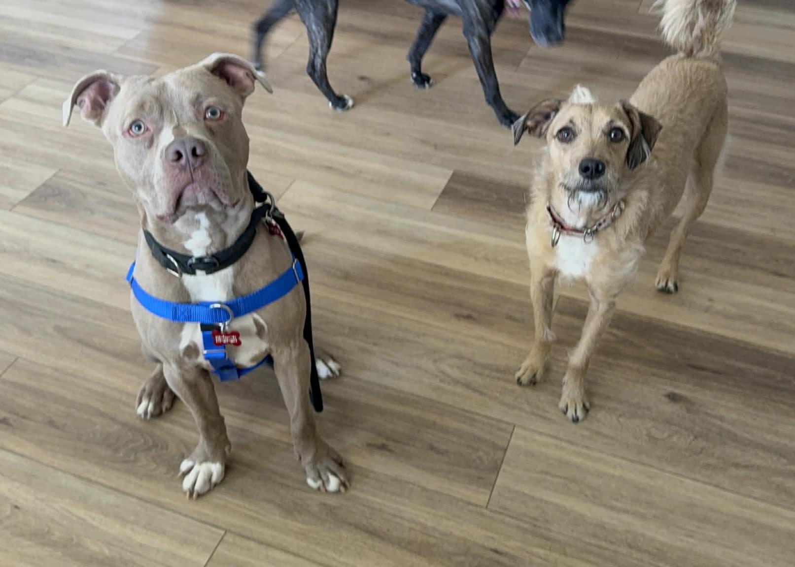 Enlarge Brody, a ADOPTABLE Pit Bull Terrier in Kansas City, MO image 6/6