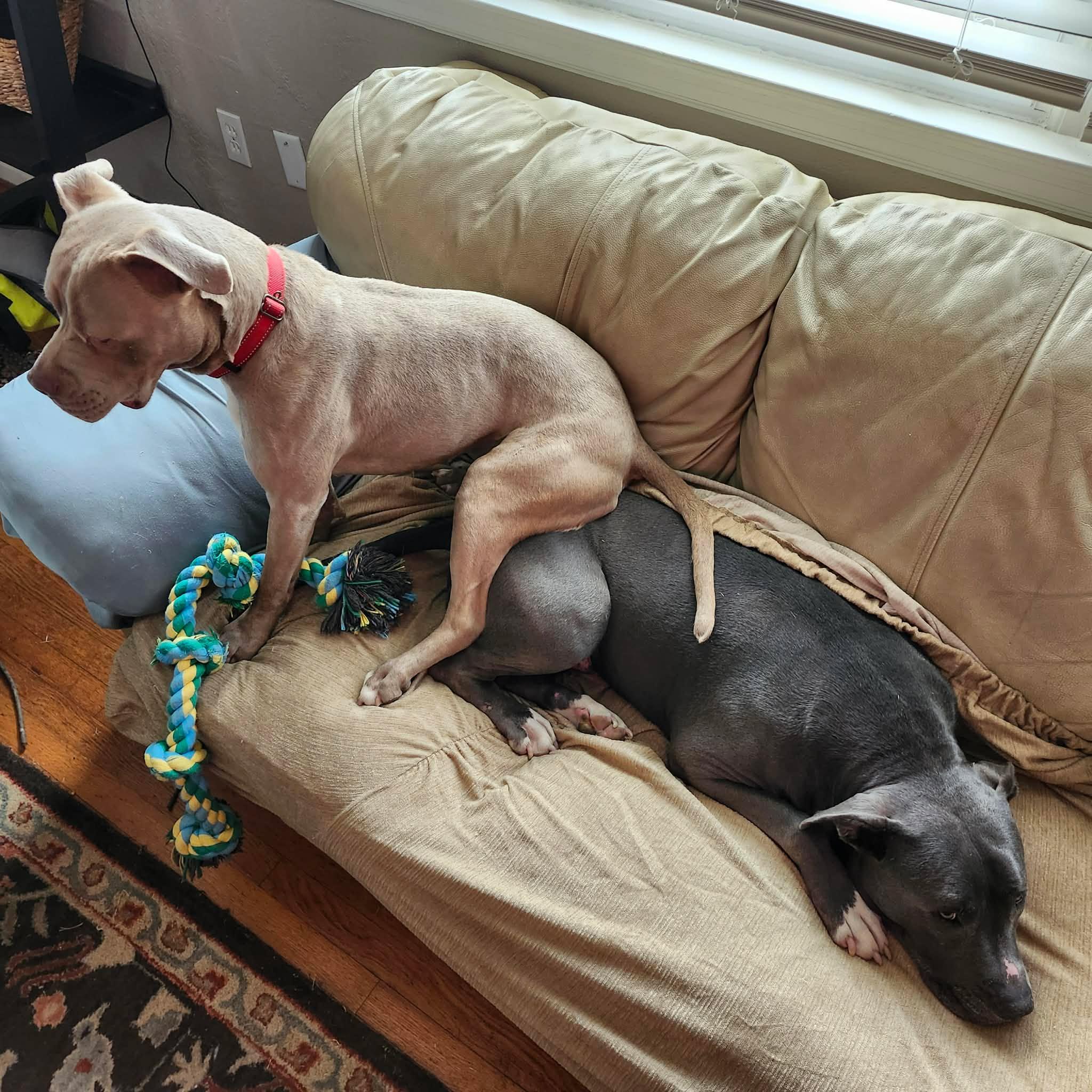Enlarge Brody, a ADOPTABLE Pit Bull Terrier in Kansas City, MO image 4/6