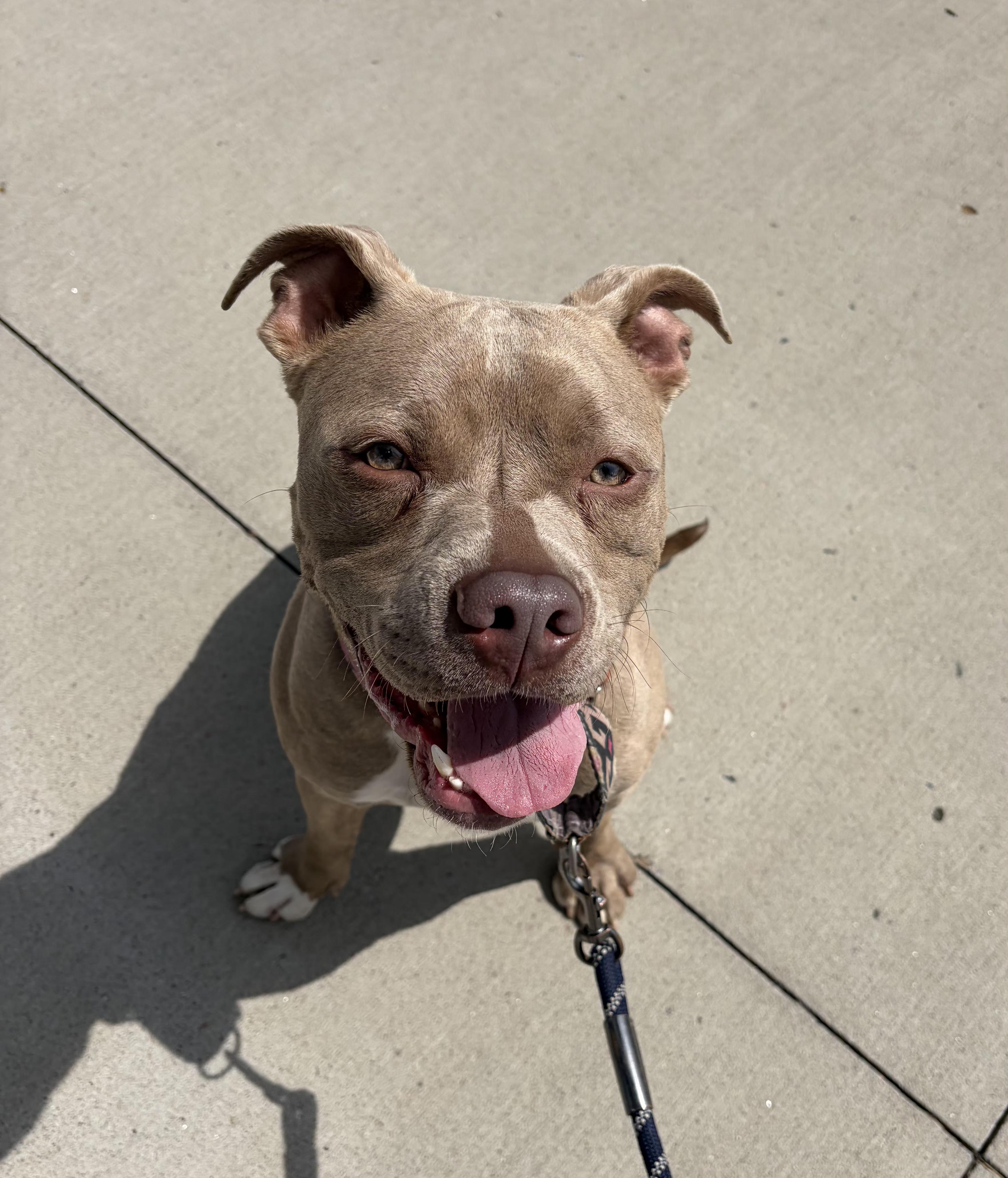 Enlarge Brody, a ADOPTABLE Pit Bull Terrier in Kansas City, MO image 3/6