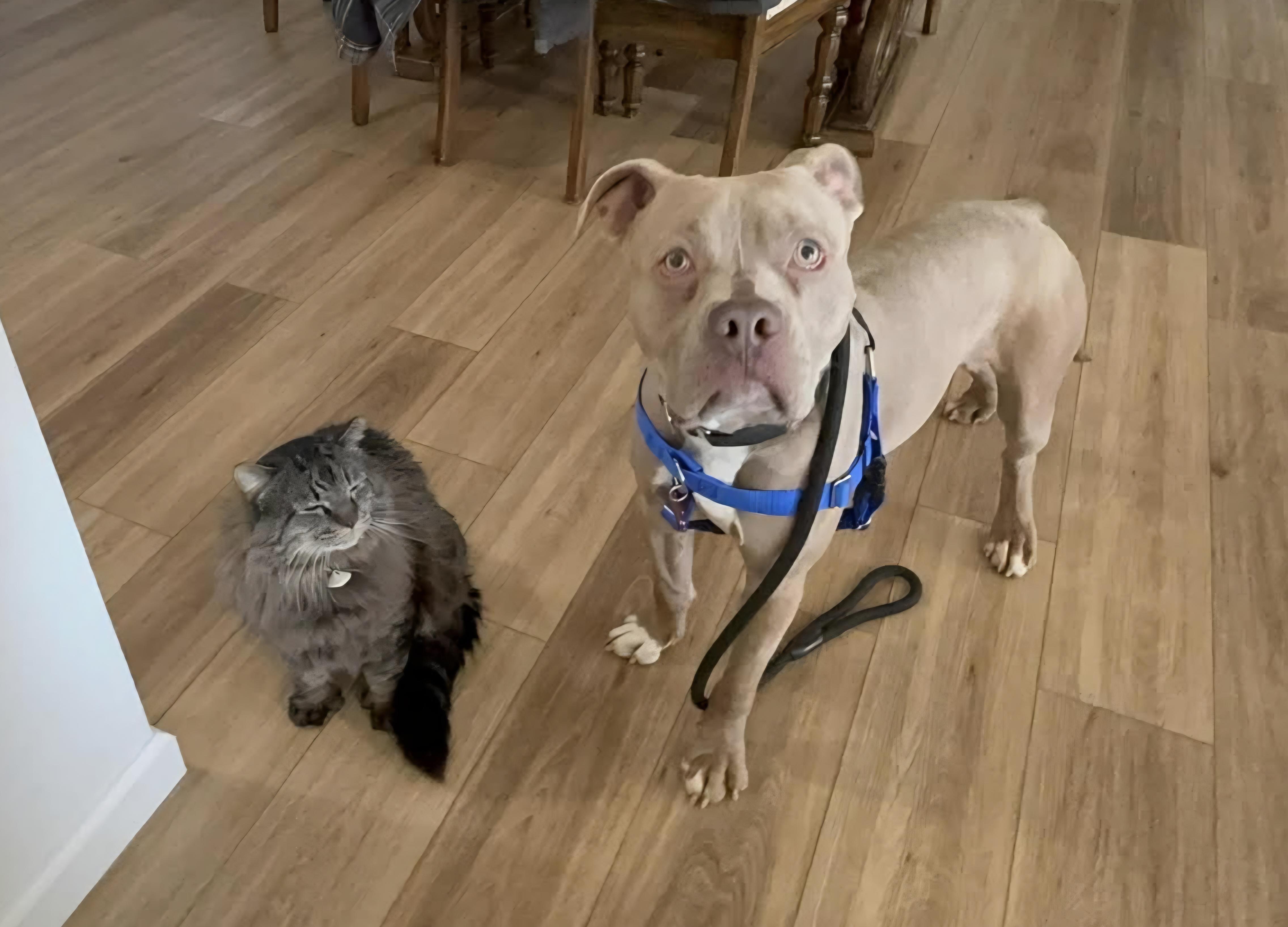 Enlarge Brody, a ADOPTABLE Pit Bull Terrier in Kansas City, MO image 2/6